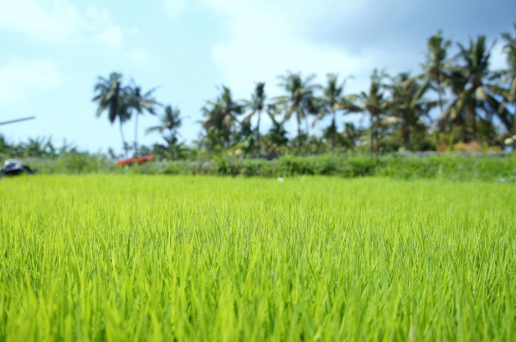 Barn N Bunk Hotel Payangan Buitenkant foto